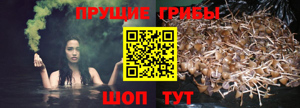 Псилоцибиновые грибы GOLDEN TEACHER Славгород